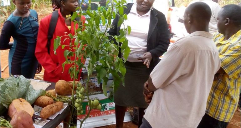 Youth Agribusiness Training and Incubation in Kenya