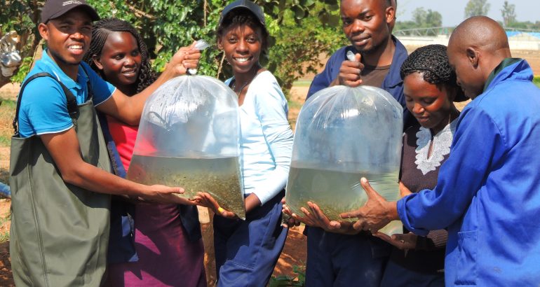Waves of Change: Young Fish Farmers Revolutionize Lusaka’s Agriculture