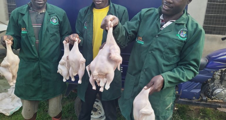 Mukono Youth Agripreneurs Thrive with Poultry Business Expansion
