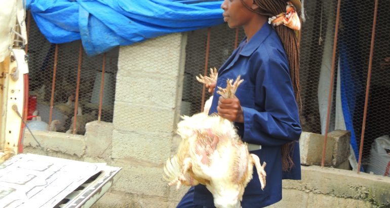 Zambian Youths get trained in Broiler Enterprise