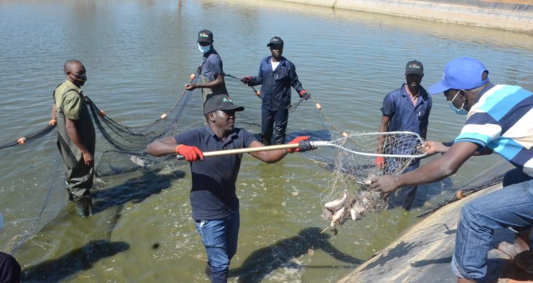 Zambian Youths Making Waves in Fish Farming!
