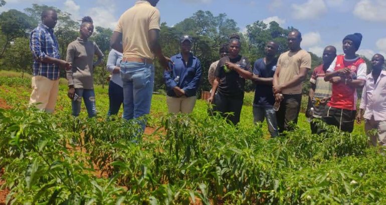 Empowering Farmers Through Farm Record Keeping and Chili Production Training in Solwezi