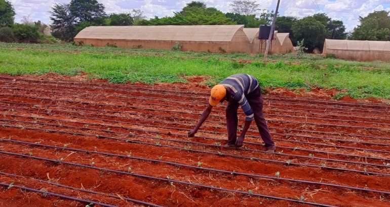 Transforming Youth Agriculture Through Savings and Loan Models in Kenya