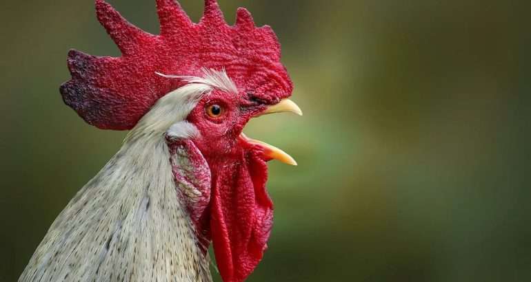 Goliath Chicken Farming: A Game-Changer for Benin’s Youth